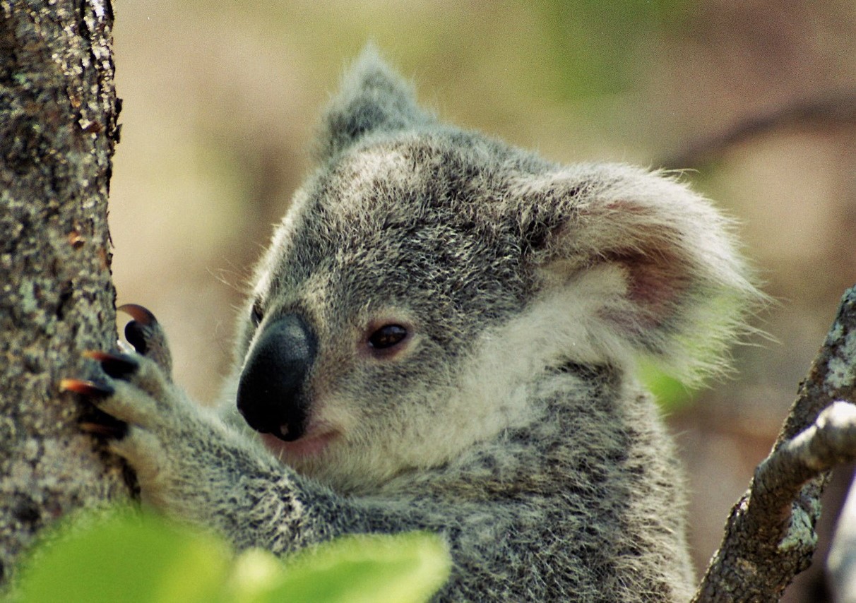 Koala kid