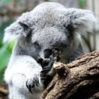 Koala-Kralle