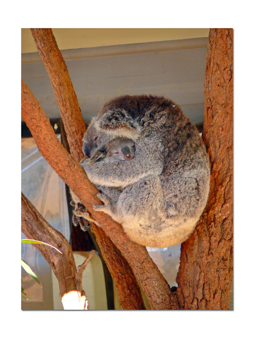 Koala Kuscheln