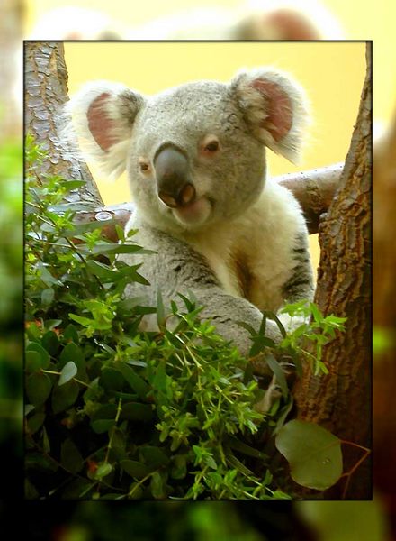 Koala leben doch ;-)