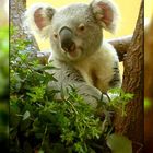 Koala leben doch ;-)