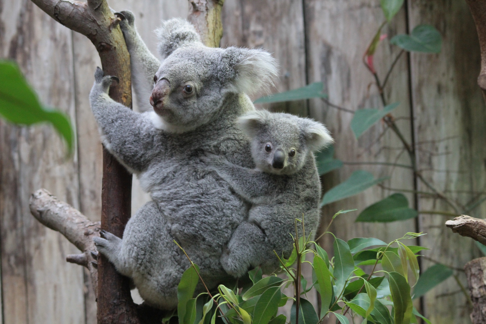 Koala Mädchen Alinga aus dem Zoo Duisburg