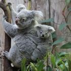 Koala Mädchen Alinga aus dem Zoo Duisburg