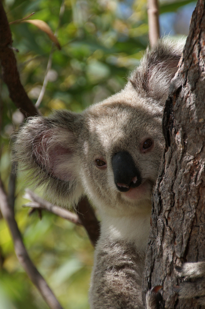 Koala - Magentic Island