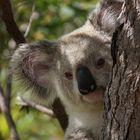 Koala - Magentic Island