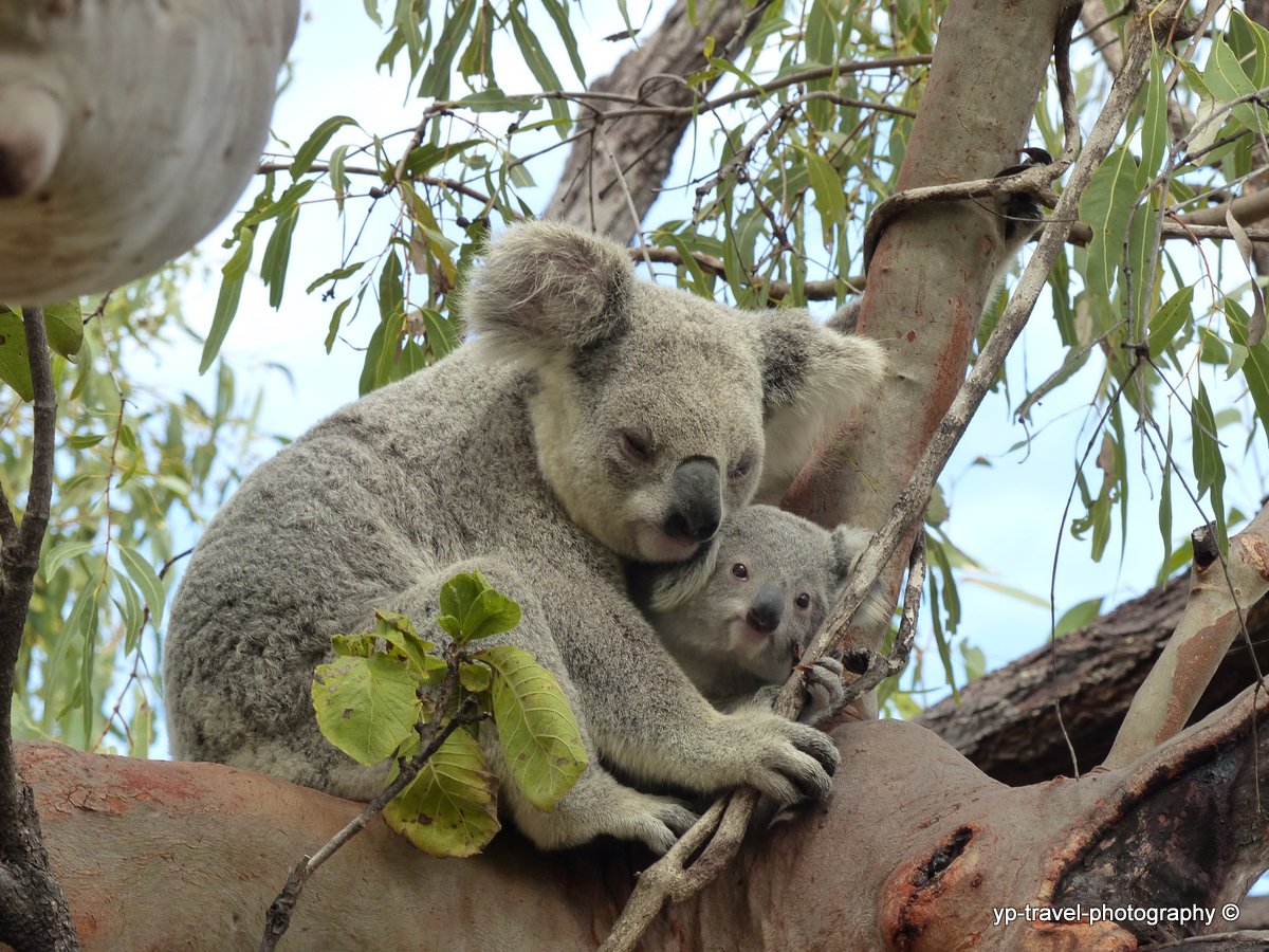 Koala Magnetic Island