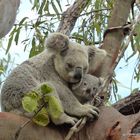 Koala Magnetic Island