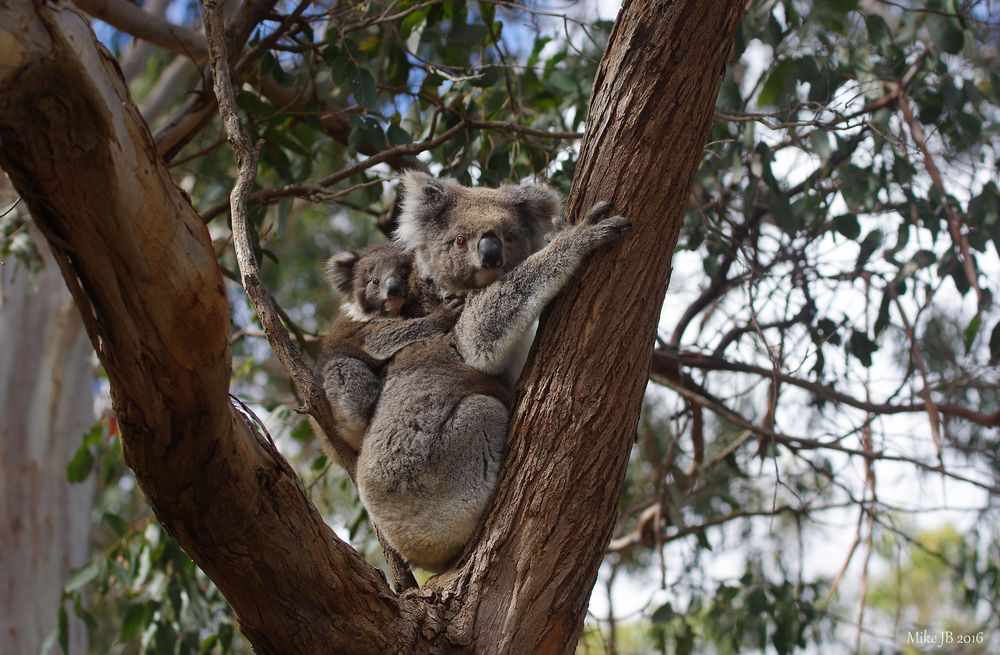 Koala mal zwei