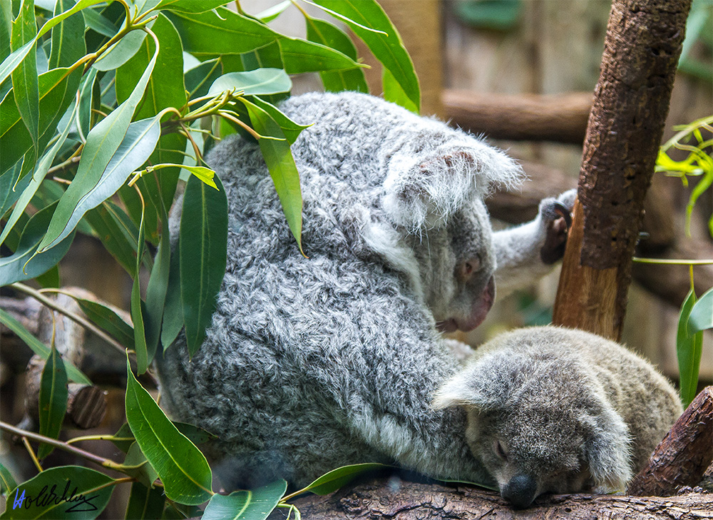 Koala Mama, mit Kind