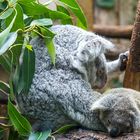 Koala Mama, mit Kind