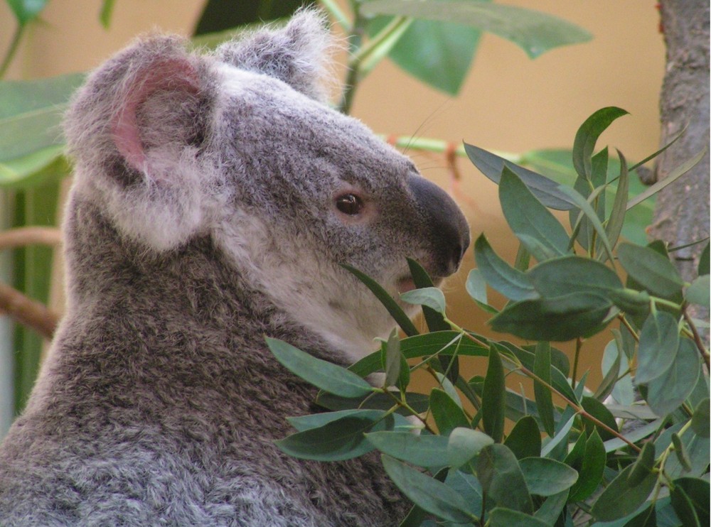 Koala meets Bambus / Zoo Schönbrunn/Wien