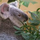 Koala meets Bambus / Zoo Schönbrunn/Wien