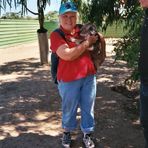 Koala mit Aufpasser