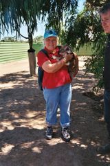 Koala mit Aufpasser