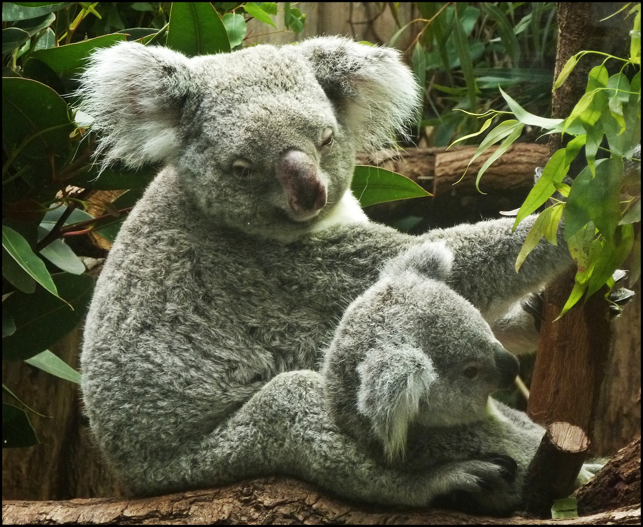 Koala mit Baby