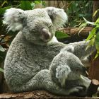 Koala mit Baby