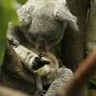 Koala mit Baby