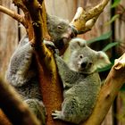 Koala mit Baby - eine sichtlich erschöpfte Mama