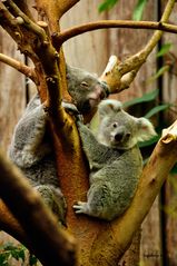 Koala mit Baby - eine sichtlich erschöpfte Mama