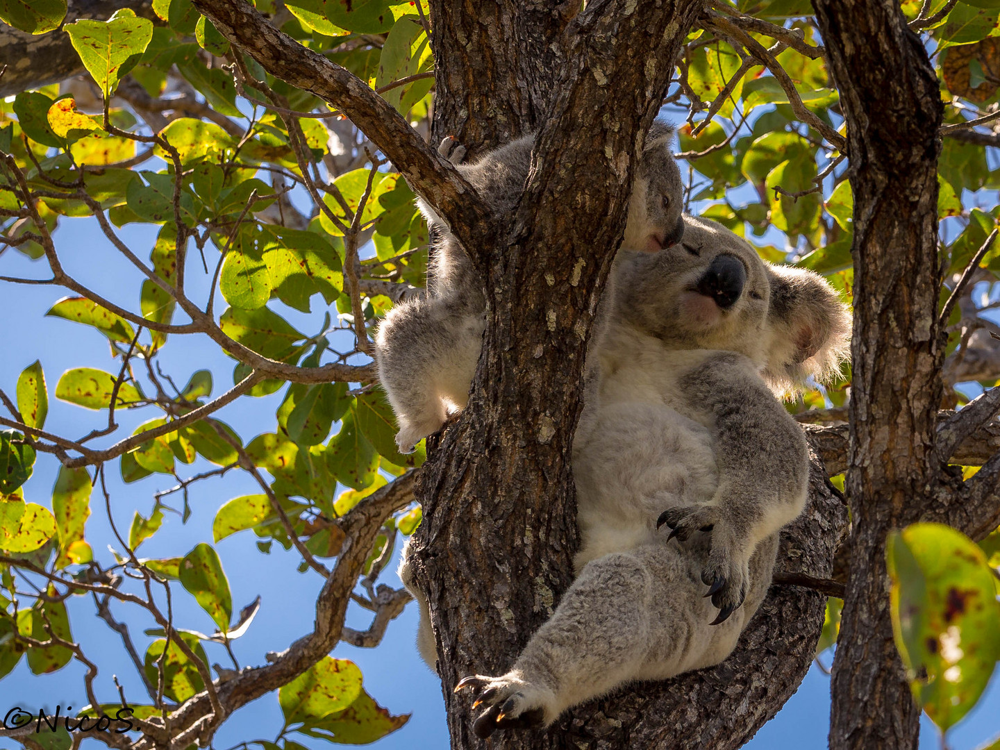 koala mit jungem