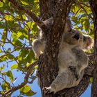 koala mit jungem