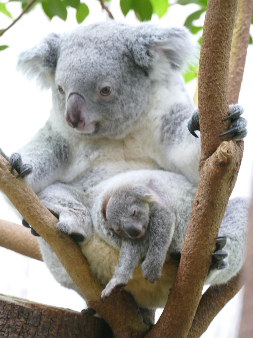 Koala mit Jungtier im Duisburger Zoo