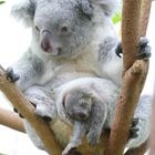 Koala mit Jungtier im Duisburger Zoo