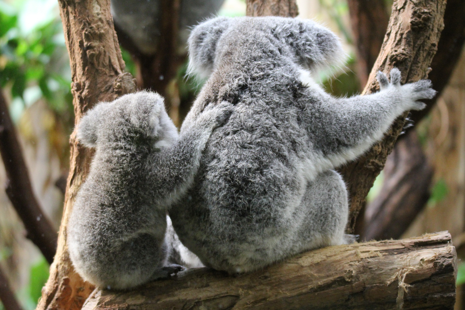 KOALA MIT KIND - GUTER HALT IST WICHTIG