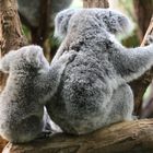 KOALA MIT KIND - GUTER HALT IST WICHTIG