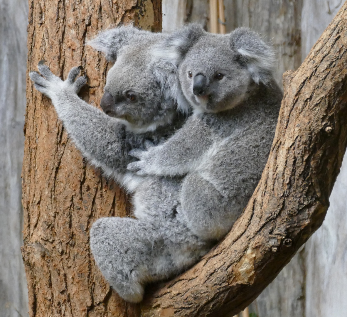 Koala mit Nachwuchs im Duisburger Zoo 
