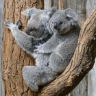 Koala mit Nachwuchs im Duisburger Zoo 