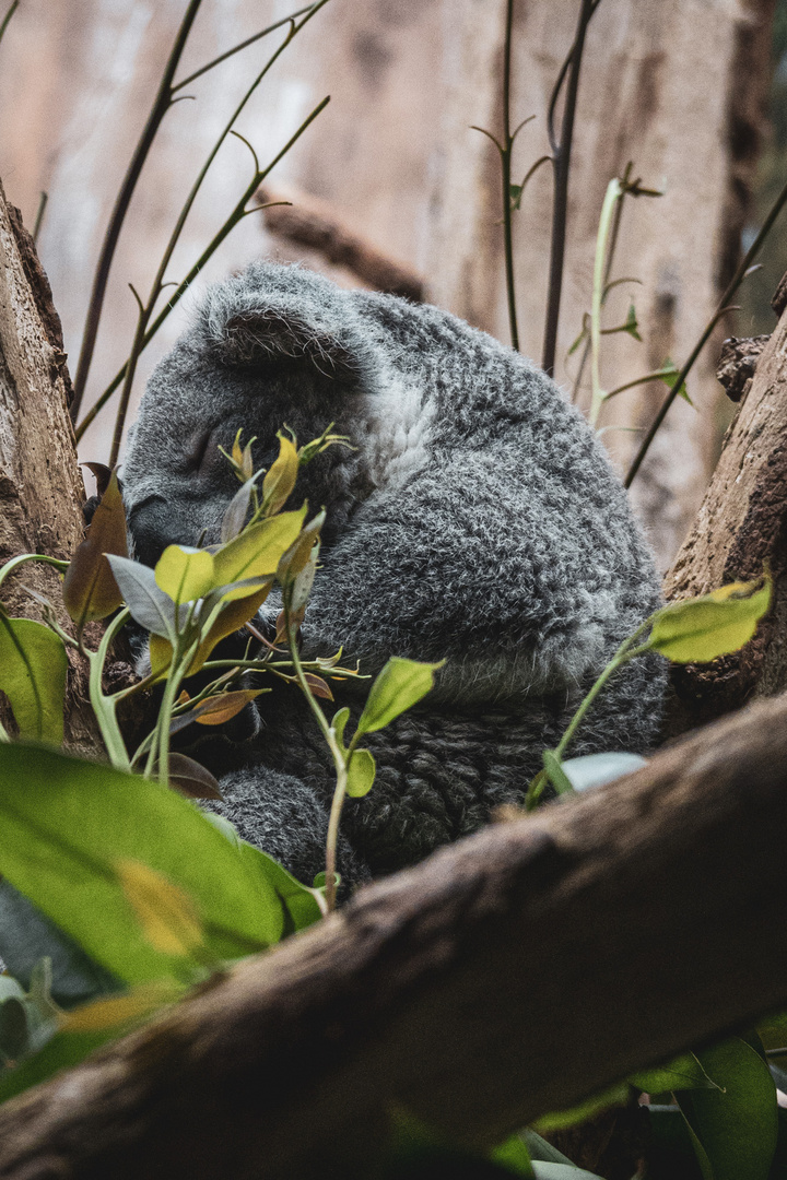 Koala müde, Koala schlafen.
