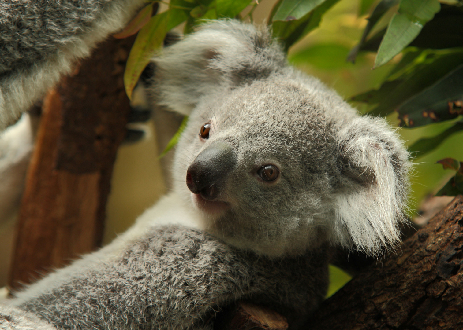 Koala-Nachwuchs