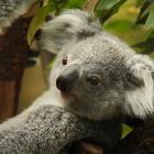 Koala-Nachwuchs