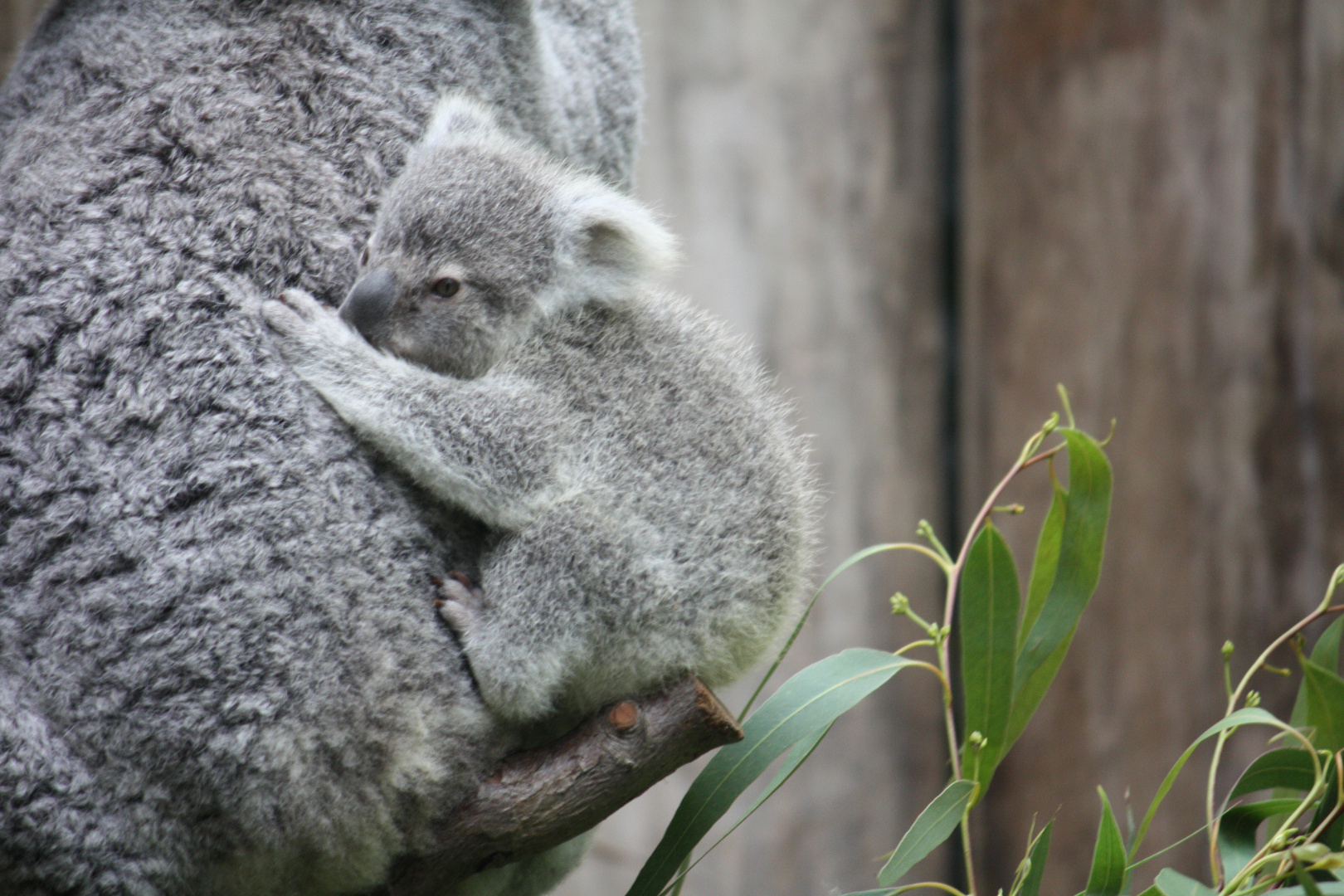 Koala-Nachwuchs...