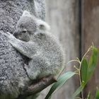 Koala-Nachwuchs...