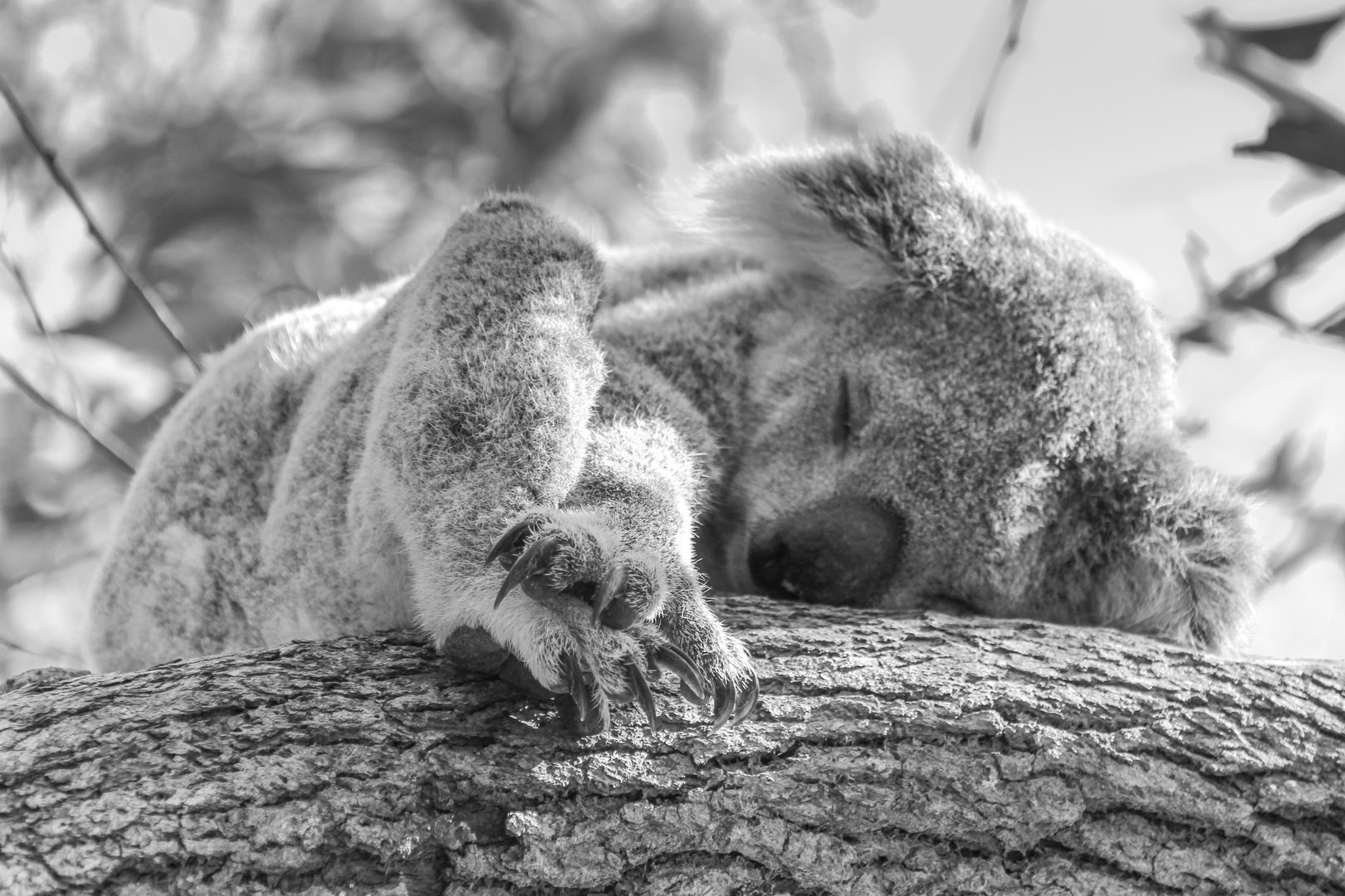 Koala "Nap"