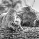 Koala "Nap"