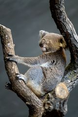 Koala (Phascolarctos Cinereus)