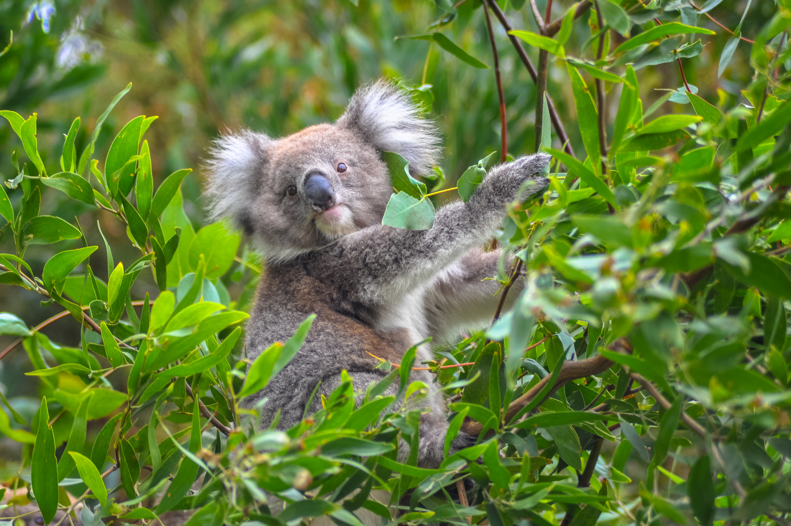 Koala (Phascolarctos cinereus)