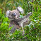 Koala (Phascolarctos cinereus)