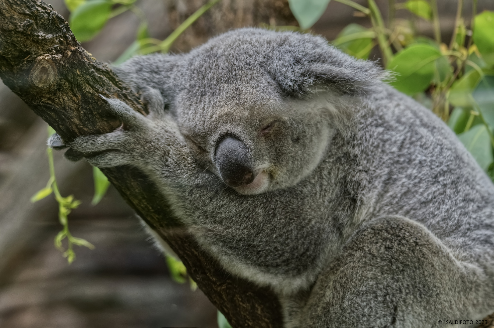 Koala (Phascolarctos cinereus)