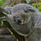 Koala (Phascolarctos cinereus)