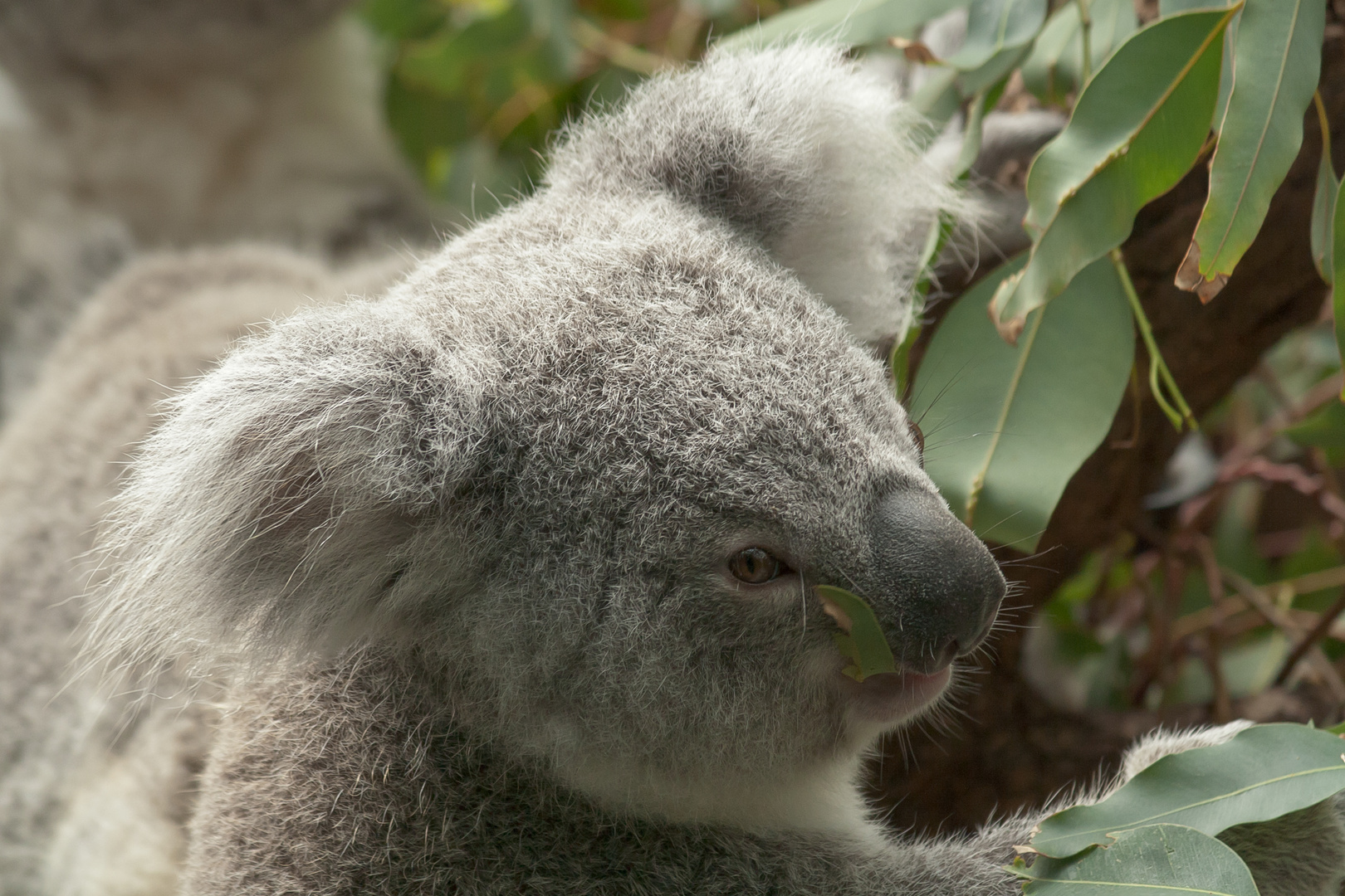 Koala - Phascolarctos cinereus