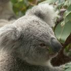 Koala - Phascolarctos cinereus