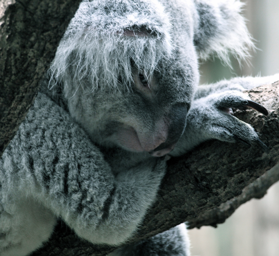 Koala-Porträt