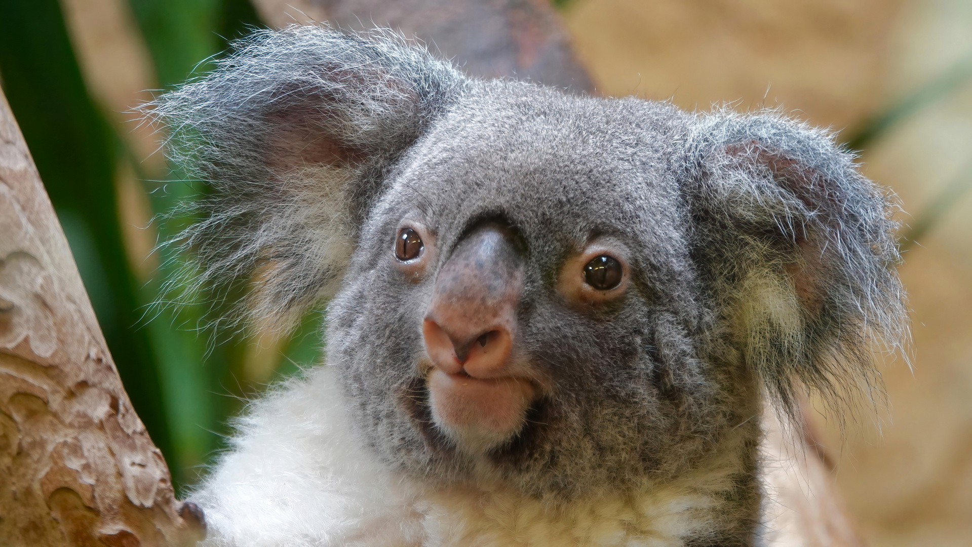 Koala Portrait 