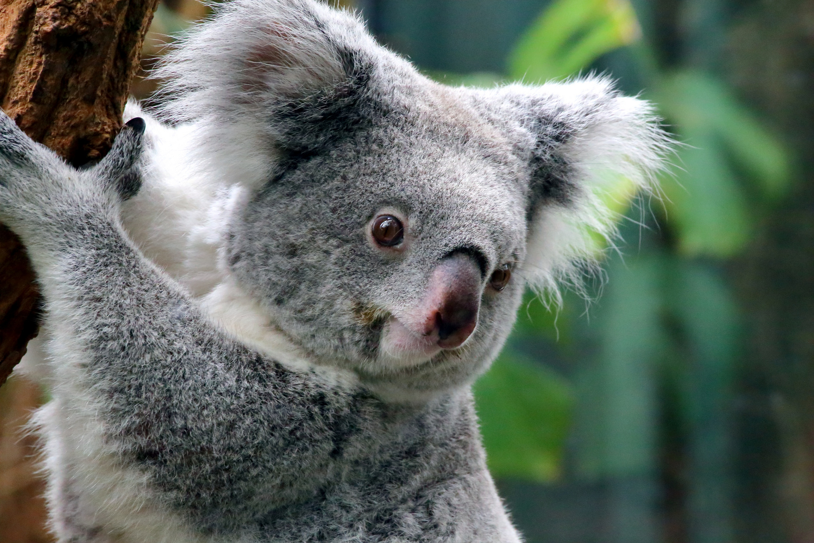 Koala Portrait 