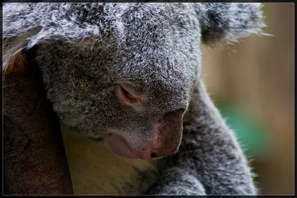 Koala Portrait