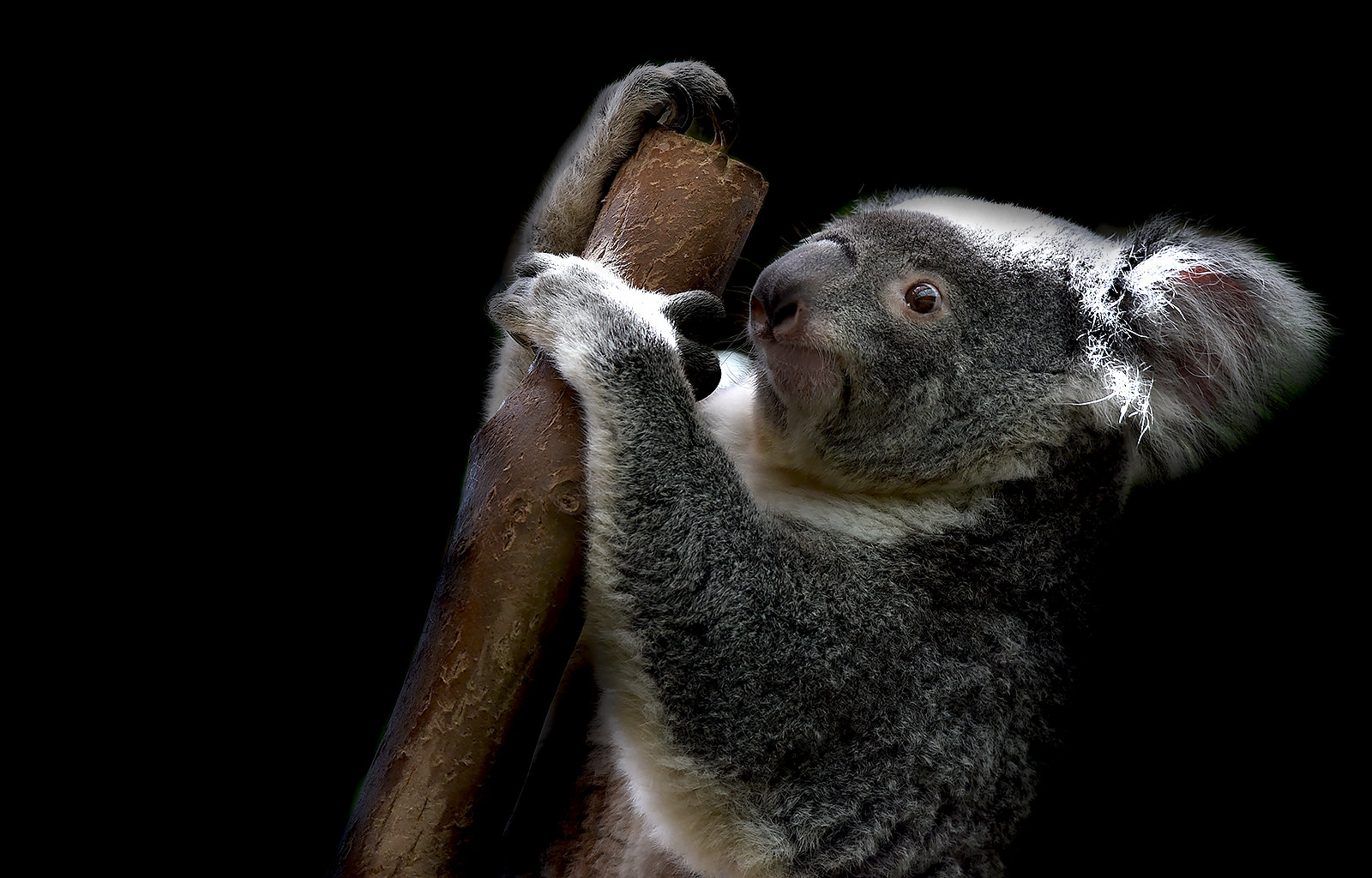 Koala portrait - CLK